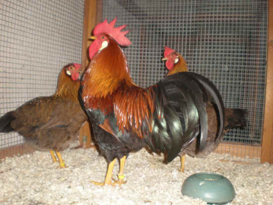 gallo
