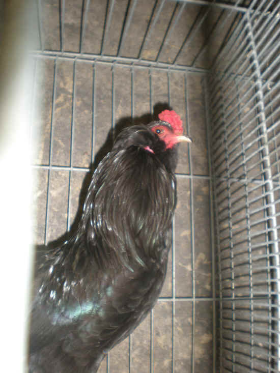 gallo