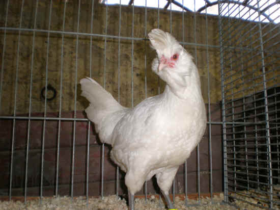 gallo