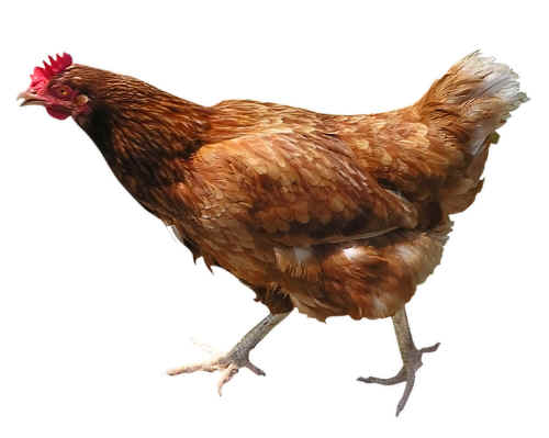gallina
