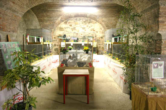Mostra Avicola Firenze 2012